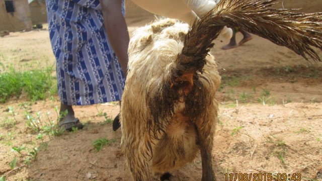A goat suffering from Peste des Petit Ruminants. Photo: Theophilus Baah 