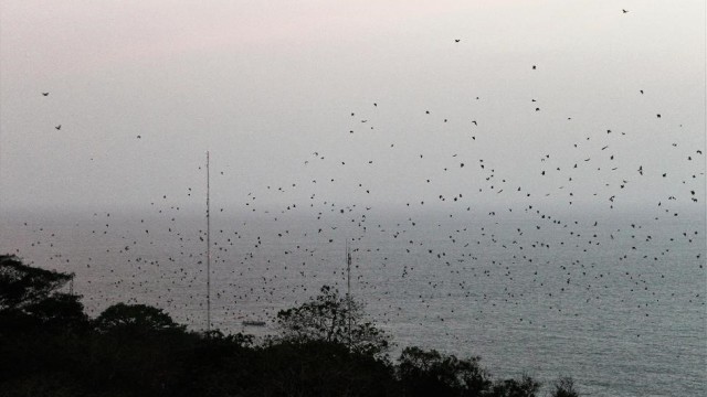 Bats fly over Mamba Point, Monrovia at dusk. Photo: Jefferson Krua
